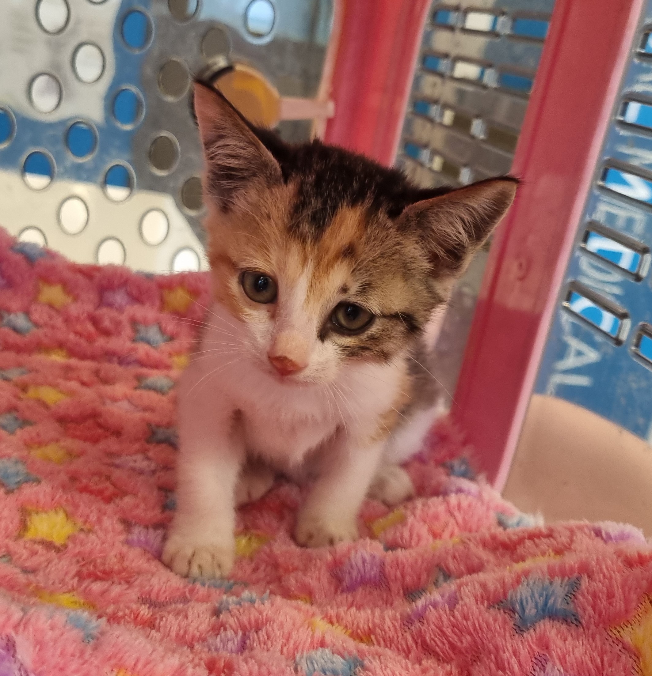 보호중 한국 고양이…